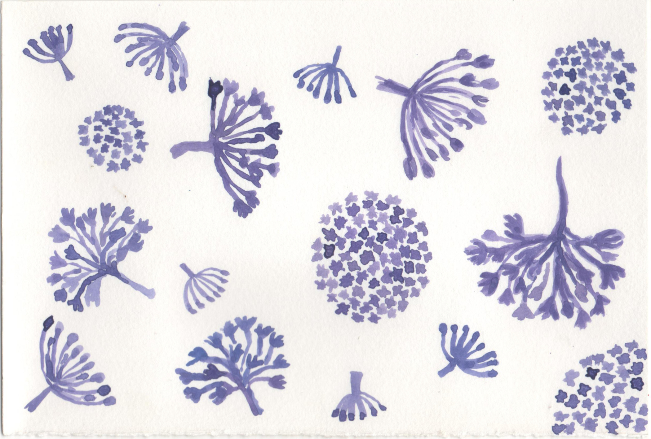 Fundo branco com sementes dente de leão roxas.jpg